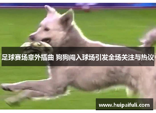 足球赛场意外插曲 狗狗闯入球场引发全场关注与热议